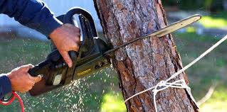 Best Arborist Consultation Services  in Coal Fork, WV