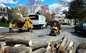 Best Hazardous Tree Removal  in Coal Fork, WV