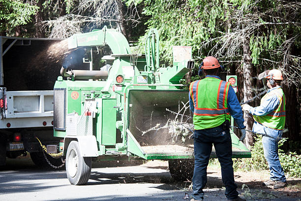 Best Tree and Shrub Care  in Coal Fork, WV