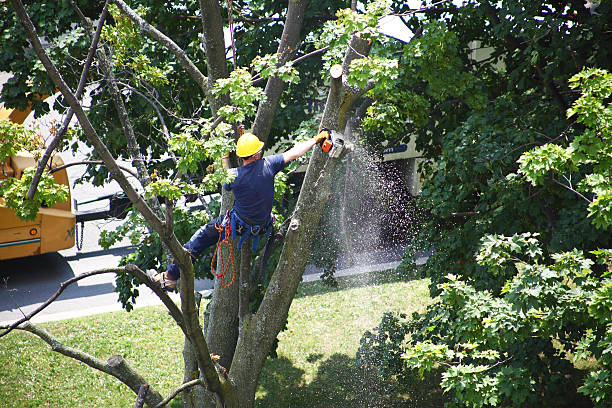 Best Stump Grinding and Removal  in Coal Fork, WV