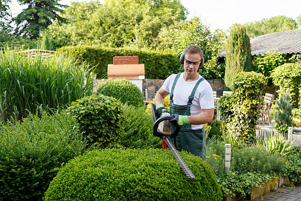 Best Organic Lawn Care Solutions  in Coal Fork, WV